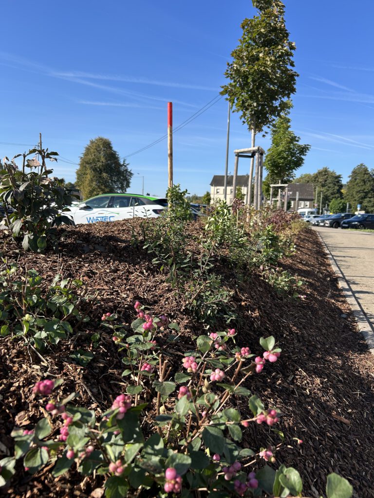 nach Projektfertigstellung: Wall mit einer vielfältigen Bepflanzung aus Sträuchern und Gehölzen sowie Ahornbäumen