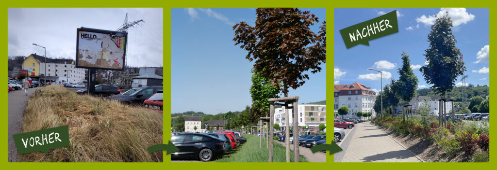 Grafik mit Fotos zur zeitlichen Entwicklung des Projekts: vorher: ungepflegtes Wiesenstück zwischen Straße und Parkplatz; Zwischenstand: Wall mit jungen Ahornbäumen und Wiese; nachher: Wall mit einer vielfältigen Bepflanzung aus Sträuchern und Gehölzen sowie jungen Ahornbäumen. Angrenzend befinden sich ein Fußweg und Parkplätze.
